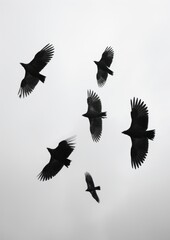 Fototapeta premium A lot of birds in the sky animal motion flying.