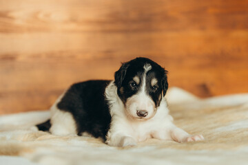 Portrait of lovely and cute russian borzoi dog puppy lying on the bed at sunset