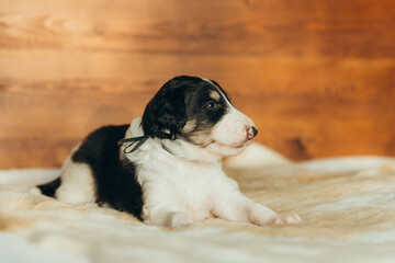 Portrait of lovely and cute russian borzoi dog puppy lying on the bed at sunset