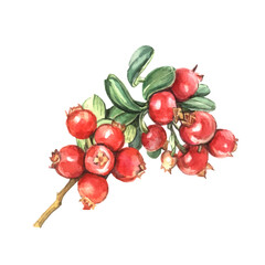 Botanical illustration Lingonberry