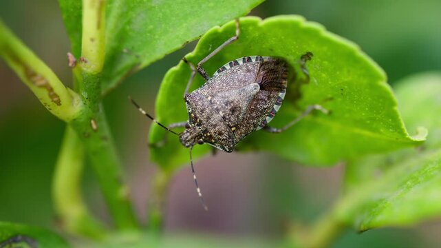 Close up of a brown marmorated stink bug on a green leaf