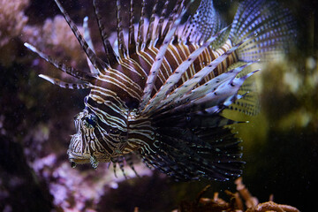 Red lionfish