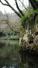Fototapeta premium Tranquil riverbank retreat with lush greenery reflecting on calm water in serene nature