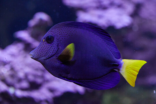 Zebrasoma xanthurum, fish, Dori