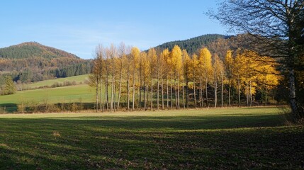 Naklejka premium Golden autumn foliage illuminates rolling hills and serene landscape in a quiet valley