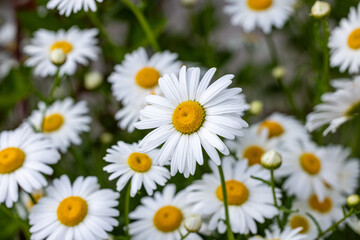 Fototapeta premium White daisy flower blooming in garden surrounded by others