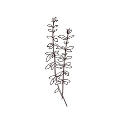 Graphic print with thyme