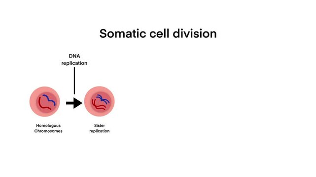 process of somatic cell division, specifically mitosis, the key stages of cell division, beginning with DNA replication in homologous chromosomes, sister chromatid replication, chromatids, separation
