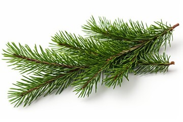 Elegant spruce branch featuring needles and cones against a clean white background