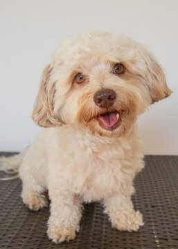 Portrait of a cream havapoo dog sitting on the floor with an open mouth