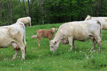 Fototapeta premium Baby Cow With Mother in a Field