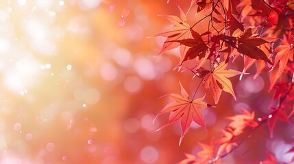 Fototapeta premium red maple leaves in the garden with copy space for text, natural colorful background