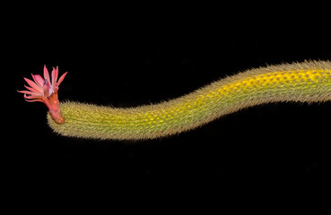 Close-up of a Golden Rat Tail Cactus Flower (Cleistocactus winteri) in the morning, Arizona, USA