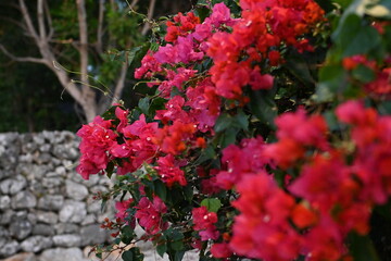 ブーゲンビリア