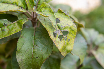 Holes in leaves of apple tree. Pests and diseases of young apple tree. Withered leaf