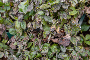Strawberry bushes after frosts. Wilted strawberry leaves in autumn