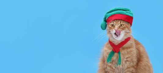 Cat wearing Santa Claus xmas red cap. Xmas. Happy New Year. Christmas cat wearing an elf hat and scarf, licking its lips against a blue background. Holiday greeting card or festive design. Copy space