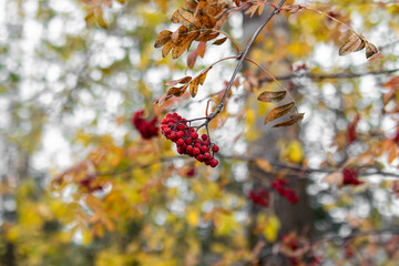 Clusters of red rowan berries. Withered orange leaves of mountain ash. Soft focus