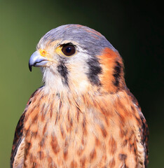 Closeup of an American Kestrel, Montreal, Canada