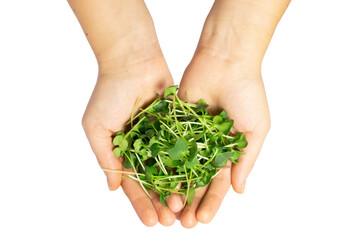 Microgreen radish sprouts in female hands. Raw sprouts microgreens, healthy eating.