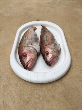 Close-up of a plate with Two uncooked Red Snapper fish on a table