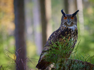 Eurasian eagle owl (bubo bubo) in forest