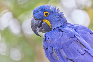 Funny parrot hyacint with light background