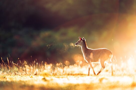 Deer in sunlight walking in rural landscape, Kent, England, UK