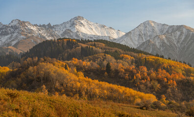Trees with autumn foliage on the slopes of the Zailiyskiy Alatau mountains in Kazakhstan