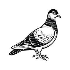 Fototapeta premium pigeon animal