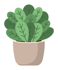 Indoor plant with large oval leaves in ceramic beige pot. Flat  style. Vector illustration.