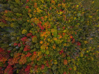 Aerial straight down 90 degree view of the fall forest with colorful trees shot on overcast rainy day.