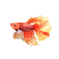 Fototapeta premium Watercolor goldfish isolated on white background