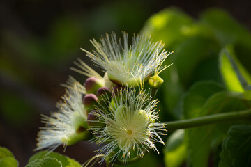 Souari nut flowers and buds (Caryocar brasiliense). Brazilian savannah flora.