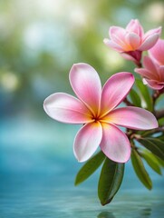 pink frangipani flower