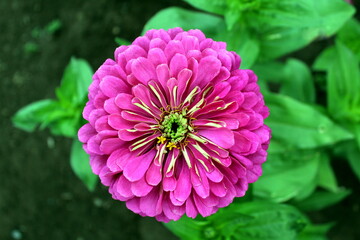 Fototapeta premium The pink zinnia flower bloomed in the open air.