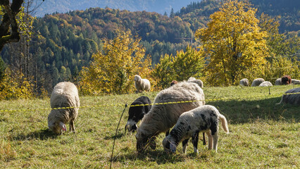 Schafe im herbstlichen Gegenlicht