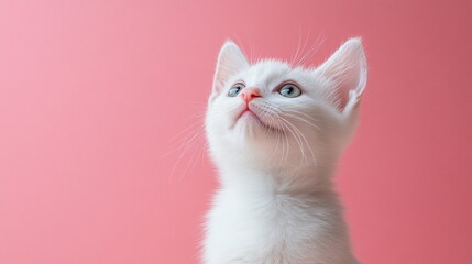 Obraz premium Adorable White Kitten with Blue Eyes Against a Soft Pink Background Looking Upward in Curiosity and Wonder