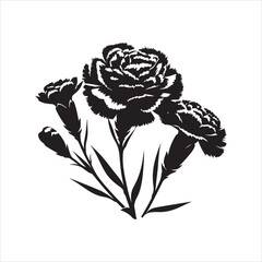Carnation Flower silhouette on white background
