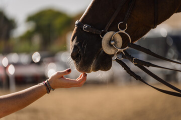 Detail of a woman's hand caressing and playing with the snout of a competition horse