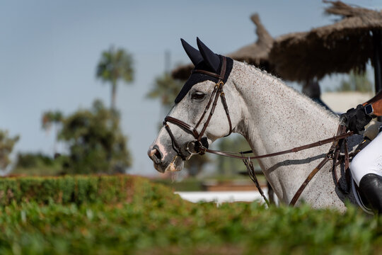 Face portrait of a grey fleabitten showjumping competition horse with blue sky and green background