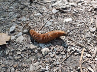 Crawling slug on the ground