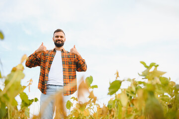 A farmer agronomist inspects soybeans growing in a field. Agriculture