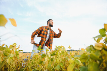 A farmer agronomist inspects soybeans growing in a field. Agriculture