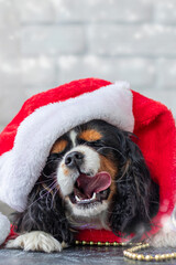 vertical image of cute puppy in a red Santa Claus hat licks his lips with pleasure on a white background with a garland. Christmas concept. Cavalier King Charles Spaniel tricolor.