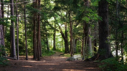 Mackworth Island, Maine Wooded Hiking Path and Forest