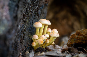 A close-up view of a cluster of mushrooms growing at the base of a tree in a forest. The fungi display soft orange caps and yellow stems, nestled in a dark crevice, surrounded by fallen leaves.