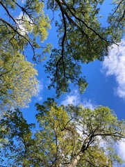 trees in the sky in autumn