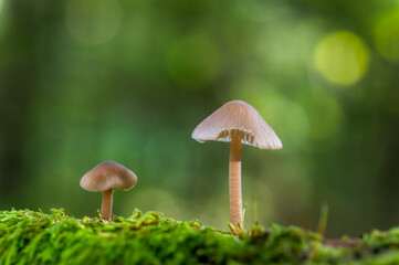 Two mushrooms, one small and one larger, stand on a bed of vibrant green moss with a soft, blurred forest background. The natural setting and gentle lighting emphasize the peacefulness of the woodland