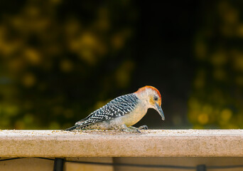 Woodpecker